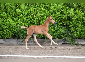 Trakehner, Hengst, Veulen (04/2026), Vos