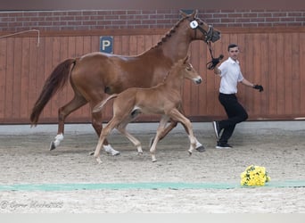 Trakehner, Hengst, , Vos