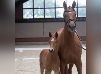 Trakehner, Hengst, , Vos