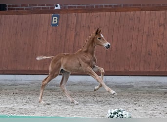 Trakehner, Hengst, , Vos