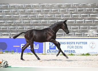 Trakehner, Hengst, Veulen (03/2026), Zwart