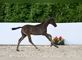 Trakehner, Hengst, Veulen (03/2026), Zwart