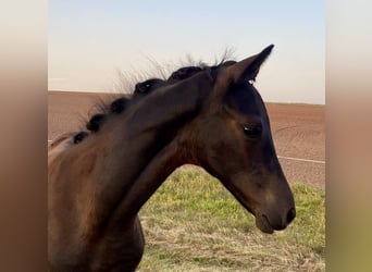 Trakehner, Hengst, veulen (05/2024), Zwart