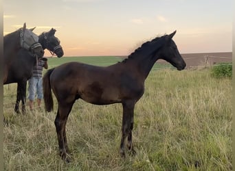 Trakehner, Hengst, veulen (05/2024), Zwart