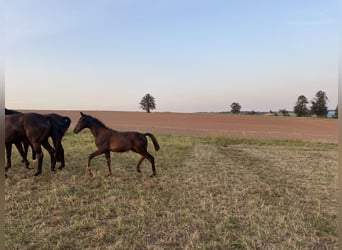 Trakehner, Hengst, veulen (05/2024), Zwart