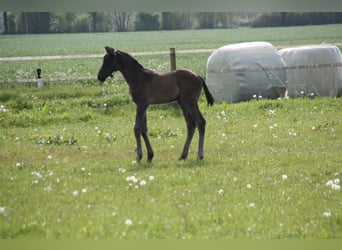 Trakehner, Hengst, veulen (04/2024), Zwart