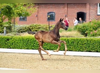 Trakehner, Hengst, Veulen (05/2026), Zwart