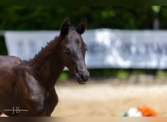 Trakehner, Hengst, Veulen (05/2025), Zwart