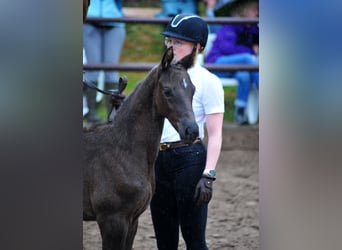 Trakehner, Hengst, Veulen (03/2025), Zwartbruin