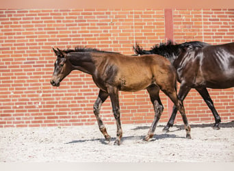 Trakehner, Hengst, veulen (03/2024), Zwartbruin