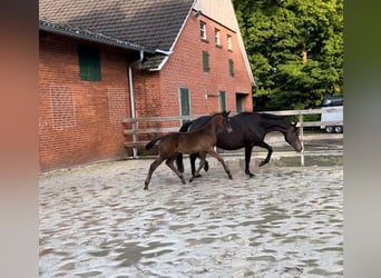 Trakehner, Hengst, veulen (03/2024), Zwartbruin