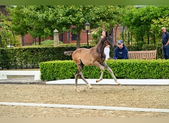 Trakehner, Hengst, Veulen (05/2026), Zwartbruin