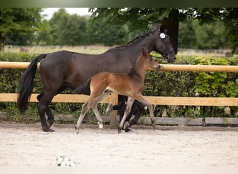 Trakehner, Hengst, Veulen (05/2026), Zwartbruin