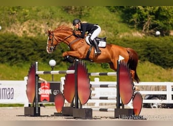 Trakehner, Hengst, 22 Jaar, 168 cm, Vos
