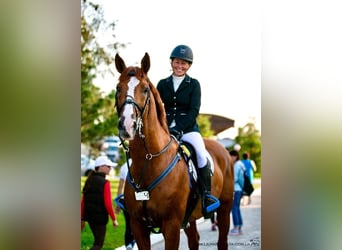 Trakehner, Hengst, 22 Jaar, 168 cm, Vos