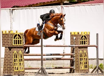 Trakehner, Hengst, 22 Jaar, 168 cm, Vos
