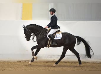 Trakehner, Hengst, 6 Jaar, 167 cm, Zwartbruin