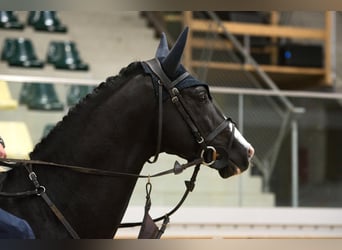 Trakehner, Hengst, 6 Jaar, 167 cm, Zwartbruin