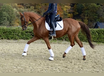 Trakehner, Hongre, 10 Ans, 165 cm, Alezan