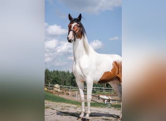 Trakehner, Hongre, 10 Ans, 165 cm, Pinto