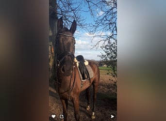 Trakehner, Hongre, 10 Ans, 167 cm, Bai brun foncé