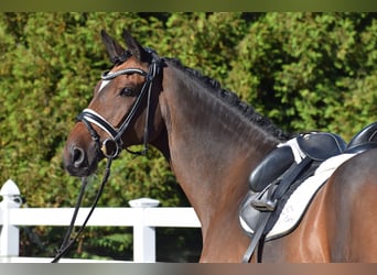 Trakehner, Hongre, 10 Ans, 169 cm, Bai