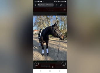 Trakehner, Hongre, 10 Ans, 170 cm, Bai brun