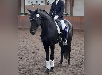 Trakehner, Hongre, 10 Ans, 171 cm, Bai brun foncé