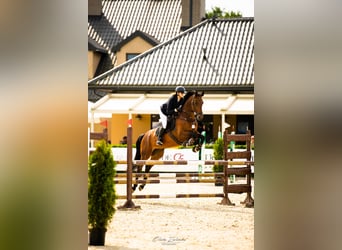 Trakehner, Hongre, 10 Ans, 172 cm, Bai brun