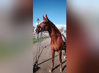 Trakehner, Hongre, 10 Ans, 173 cm, Alezan