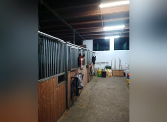 Trakehner, Hongre, 10 Ans, 173 cm, Alezan