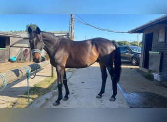 Trakehner, Hongre, 10 Ans, 173 cm, Bai brun