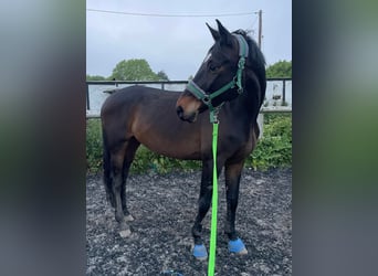 Trakehner, Hongre, 10 Ans, 173 cm, Bai brun