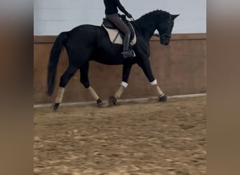 Trakehner, Hongre, 10 Ans, 173 cm, Noir