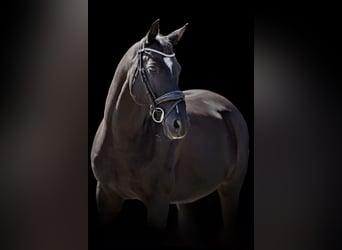 Trakehner, Hongre, 11 Ans, 162 cm, Noir