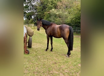 Trakehner, Hongre, 11 Ans, 165 cm, Bai