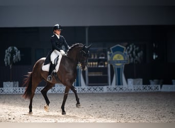 Trakehner, Hongre, 11 Ans, 168 cm, Noir