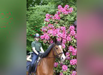 Trakehner, Hongre, 12 Ans, 166 cm, Bai