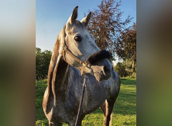 Trakehner, Hongre, 12 Ans, 167 cm, Gris