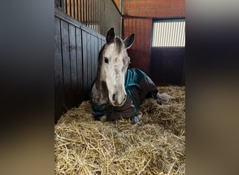 Trakehner, Hongre, 12 Ans, 167 cm, Gris