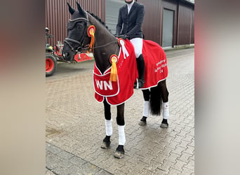 Trakehner, Hongre, 12 Ans, 169 cm, Noir