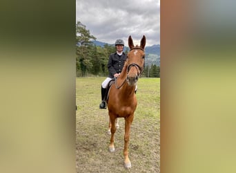 Trakehner, Hongre, 12 Ans, 173 cm, Alezan