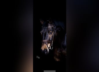 Trakehner, Hongre, 14 Ans, 160 cm, Bai