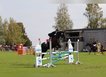 Trakehner, Hongre, 14 Ans, 165 cm, Noir