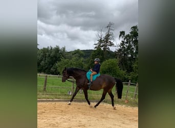 Trakehner, Hongre, 15 Ans, 168 cm, Bai brun foncé