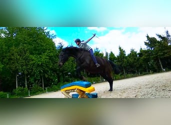 Trakehner, Hongre, 22 Ans, 163 cm, Bai brun foncé