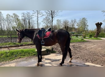 Trakehner, Hongre, 24 Ans, 172 cm, Bai