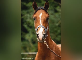 Trakehner, Hongre, 2 Ans, 157 cm, Bai