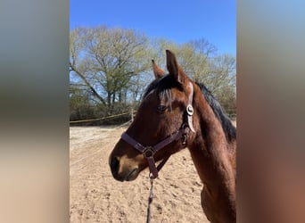 Trakehner, Hongre, 2 Ans, 163 cm, Bai