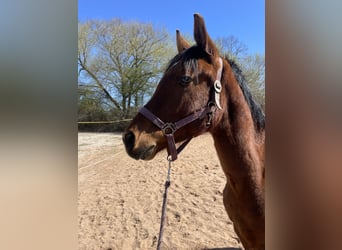 Trakehner, Hongre, 2 Ans, 163 cm, Bai